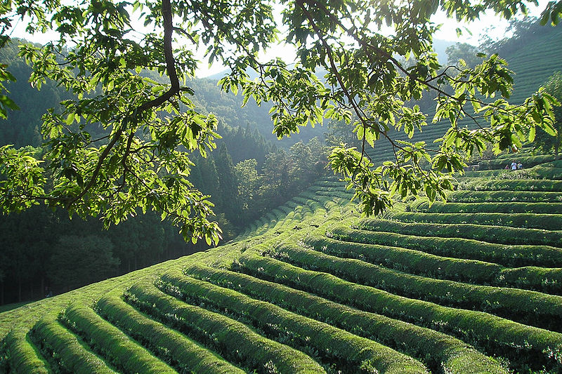 Grüner Tee - Camellia sinensis