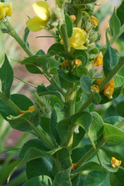 Königskerze oder Wollblume – Verbascum densiflorum Bertol.