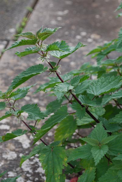 Große Brennnessel - Urtica dioica L. – Familie: Urticaceae, Brennnesselgewächse