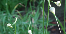 Knoblauch – Allium sativum L.