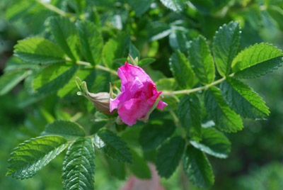 Kohlrose – Rosa centifolia
