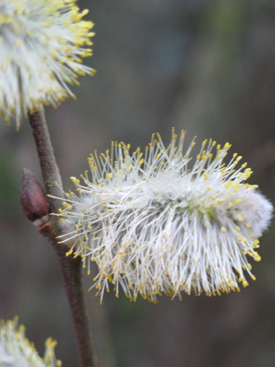 Weide – Salix-Arten