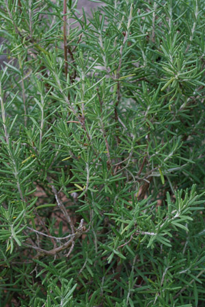 Rosmarin  -  Rosmarinus officinalis, Lamiaceae