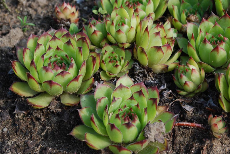 Dach-Hauswurz - Sempervivum tectorum L. – Familie: Crassulaceae