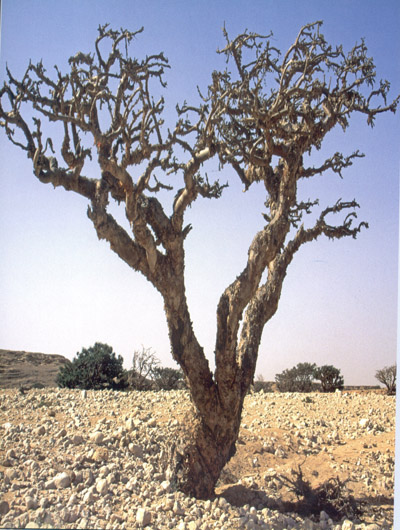 Weihrauch - Boswellia sacra L.